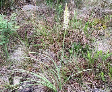 Schoenocaulon texanum