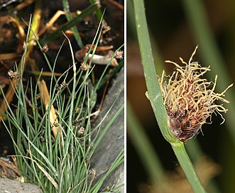 Schoenoplectus pungens