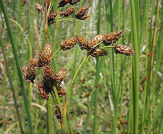 Schoenoplectus tabernaemontani