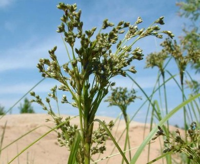 Scirpus atrocinctus