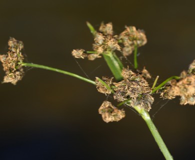 Scirpus congdonii