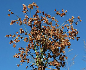 Scirpus cyperinus