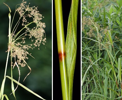 Scirpus expansus