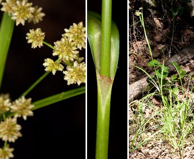 Scirpus georgianus