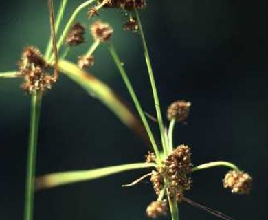 Scirpus hattorianus