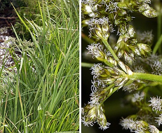 Scirpus microcarpus