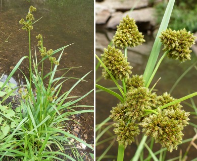 Scirpus pallidus