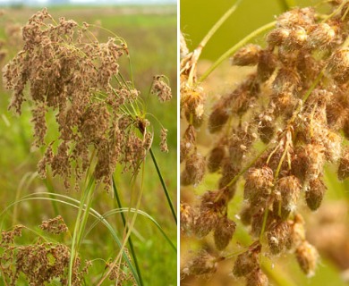 Scirpus pedicellatus