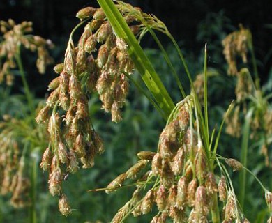 Scirpus pendulus