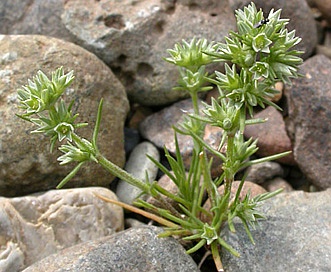 Scleranthus annuus