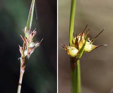 Scleria baldwinii