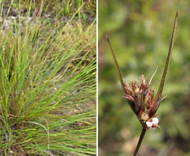 Scleria ciliata