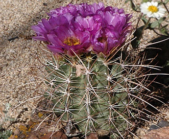 Sclerocactus parviflorus