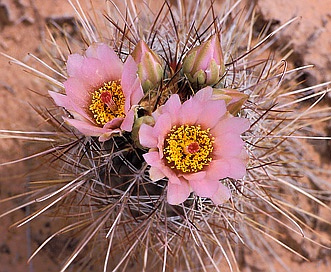 Sclerocactus whipplei