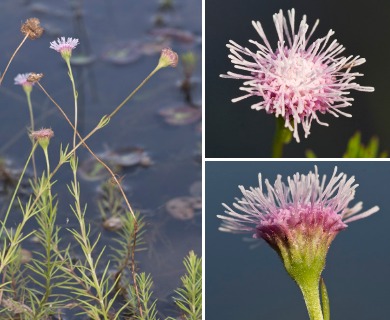 Sclerolepis uniflora