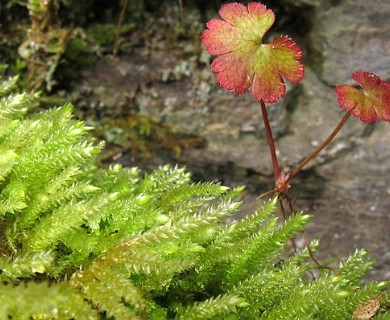 Scleropodium cespitans