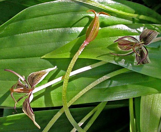 Scoliopus bigelovii