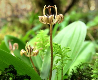 Scoliopus hallii