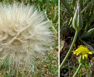 Scorzonera laciniata