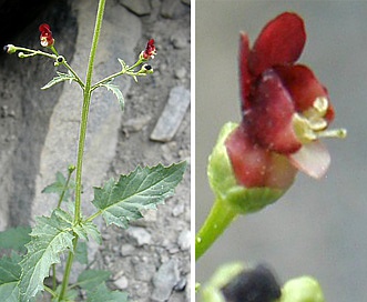 Scrophularia desertorum