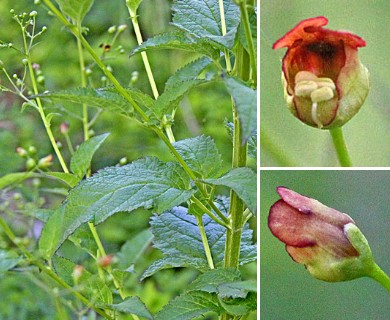 Scrophularia marilandica