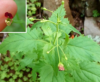 Scrophularia parviflora