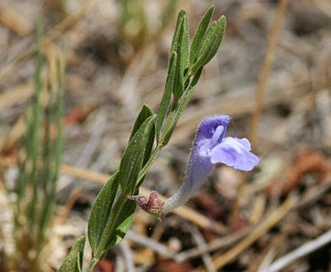 Scutellaria brittonii