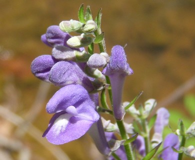 Scutellaria bushii