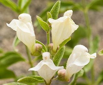 Scutellaria californica