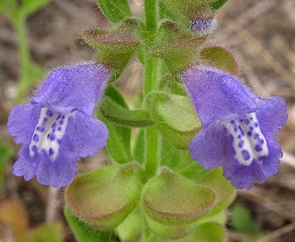 Scutellaria drummondii