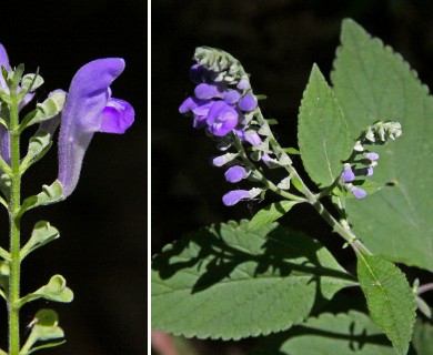 Scutellaria elliptica