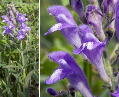 Scutellaria integrifolia