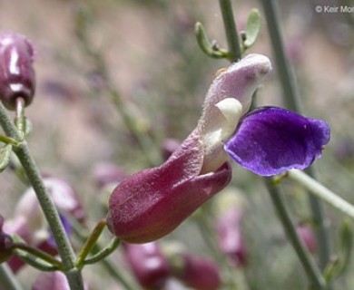 Scutellaria mexicana