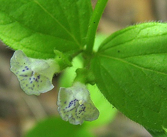 Scutellaria nervosa