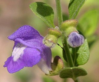 Scutellaria potosina