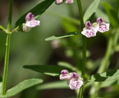 Scutellaria racemosa