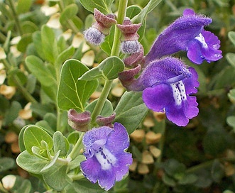 Scutellaria resinosa