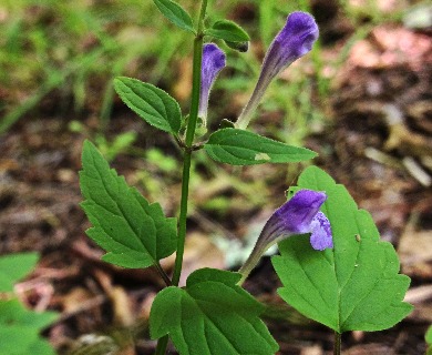 Scutellaria saxatilis