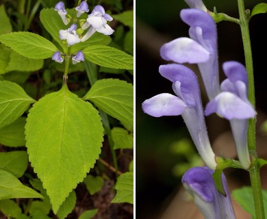 Scutellaria serrata