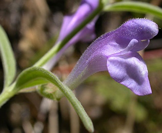 Scutellaria siphocampyloides