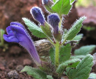 Scutellaria tuberosa