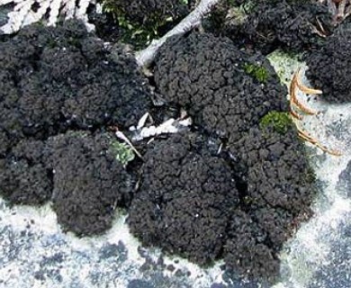 Scytinium lichenoides