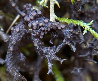 Scytinium palmatum