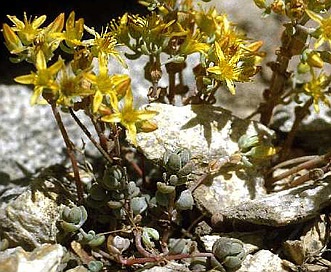 Sedum debile