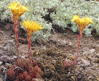 Sedum lanceolatum