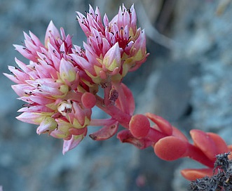 Sedum laxum