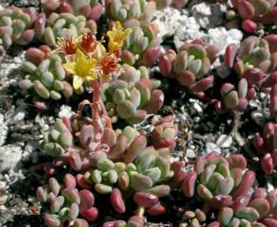 Sedum obtusatum