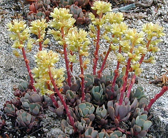 Sedum oregonense