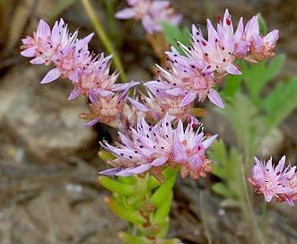 Sedum pulchellum