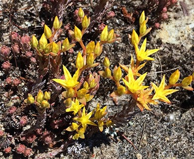 Sedum radiatum